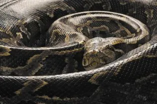 Burmese Python (Python molurus bivittatus), curled up, close up