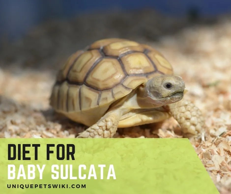 Baby sulcata tortoise diet