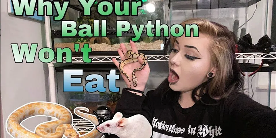 Can ball pythons eat 2 days in a row?