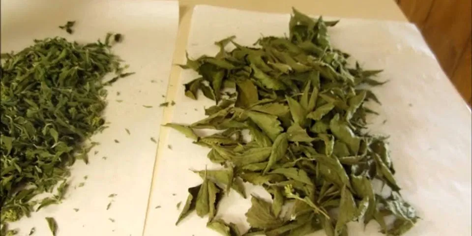 How to dry stevia leaves