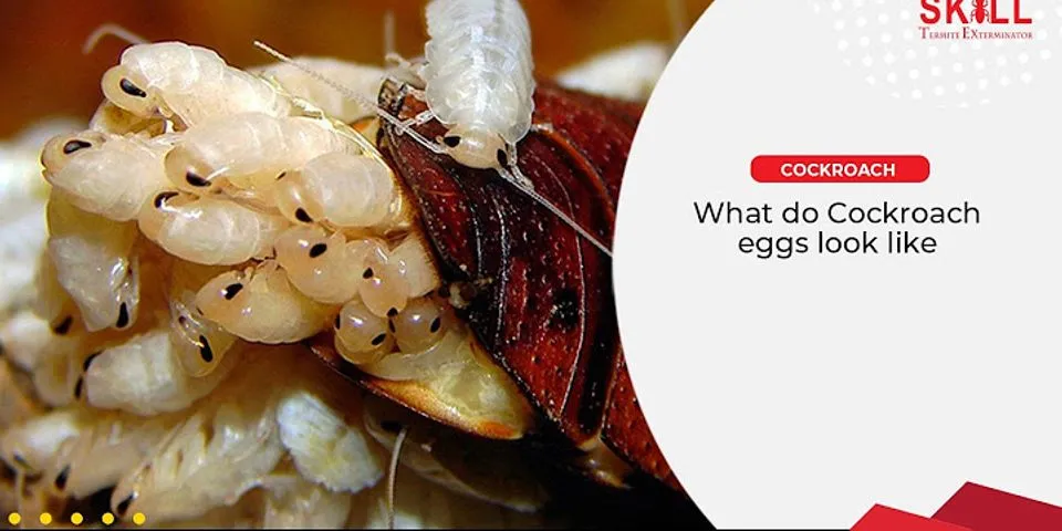 What do you do when you see a roach egg?