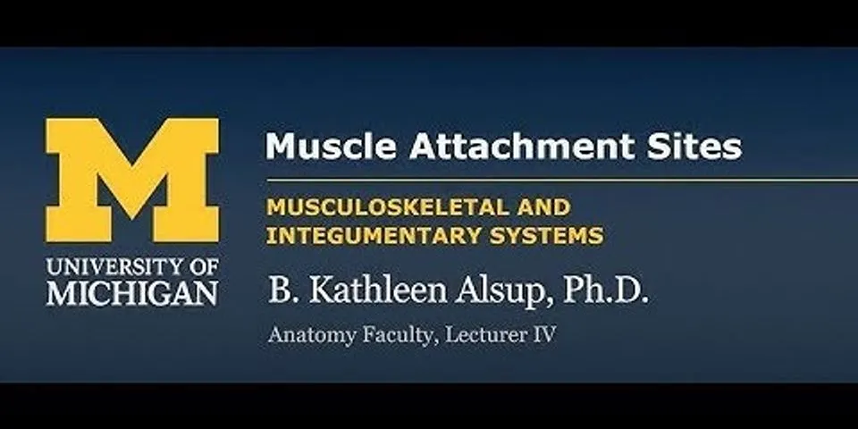 What is the point of attachment of a muscle to the part that it moves?