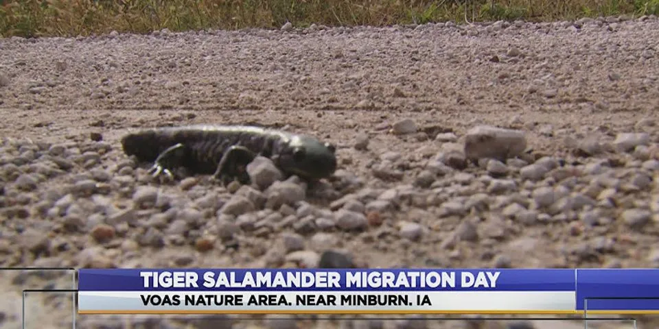 Why do salamanders migrate